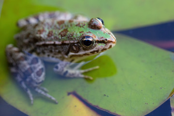 Frog close up