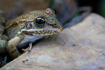 Frog close up