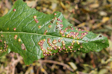 Galls on leaf of sowthistle or Sonchus oleraceus caused by midge Cystiphora sonchi