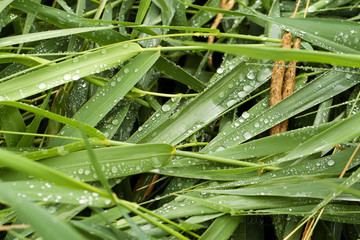 densely growing green grass with dew drops after rain