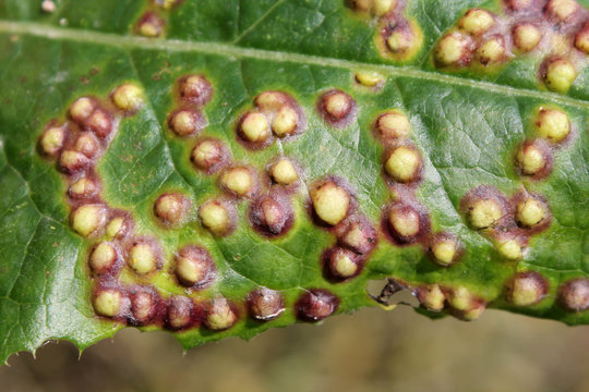Galls on leaf of sowthistle or Sonchus oleraceus caused by midge Cystiphora sonchi
