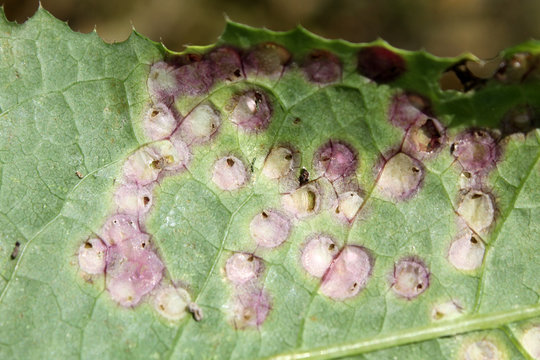 Galls on leaf of sowthistle or Sonchus oleraceus caused by midge Cystiphora sonchi