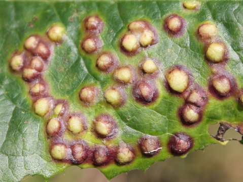 Galls on leaf of sowthistle or Sonchus oleraceus caused by midge Cystiphora sonchi