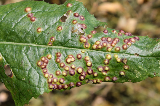 Galls on leaf of sowthistle or Sonchus oleraceus caused by midge Cystiphora sonchi