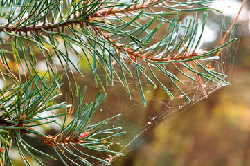 A cobweb on trees in September. Fir-tree branch in a cobweb.