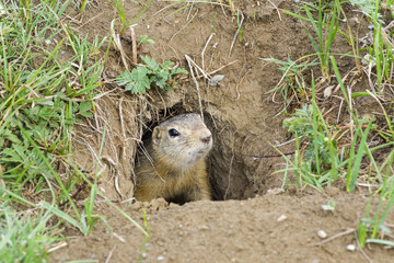 A curious ground squirrel looks out of the hole.