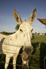 mule, work animal, donkey offspring 