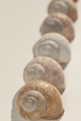Schnecke, Schnecken,Reihenhause, Reihenh&auml;user Spirale, Schneckenhaus, Schneckenh&auml;user, Schneckengeh&auml;use, Makro, Feinschmecker, Schnecke, Schnecken, Geh&auml;use, Weinbergschnecke, Weinbergschnecken