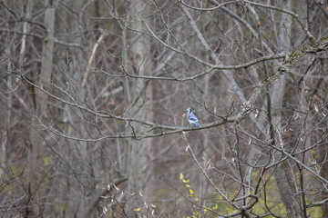 Blue Jay on a tree