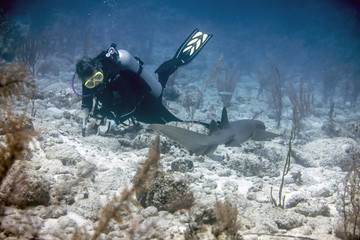 Beautiful up close photo of nurse shark from Little Cayman in the Caribbean