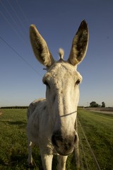 mule, work animal, donkey offspring 