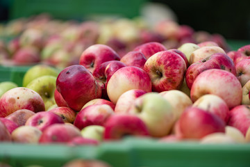 Ripe fall apples in a container © Karoline Thalhofer