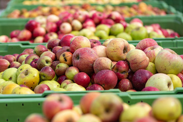 Ripe fall apples in a container