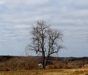 Fototapeta premium Tree