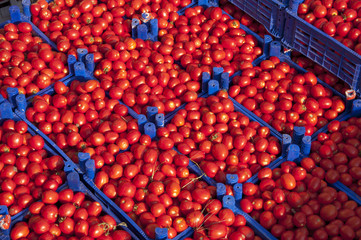 Tomatoes in the basket from top view.