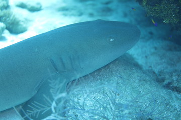 Unedited nurse shark underwater on a coral reef in Little Cayman, Caribbean