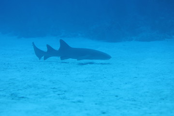 Fototapeta premium Unedited nurse shark underwater on a coral reef in Little Cayman, Caribbean