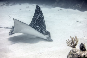 Beautiful close-up shots of an eagle ray sting ray underwater on a coral reef in Little Cayman, Caribbean