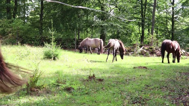 Horses in a feald eating and standing, static shot