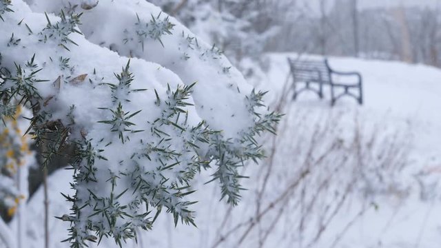 Snow covered gorse bush in Edinburgh - 4k Footage