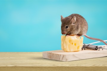 Mouse trap with cheese and mouse on