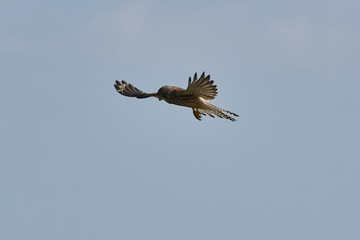 Turmfalke im Flug von schräg vorne