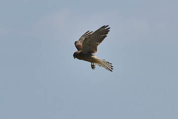 Turmfalke im Rüttelflug von der Seite mit abgespreizten Fängen