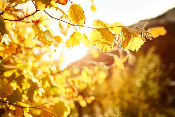 Autumn grape leaves on the sun. Fall blurred background.