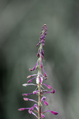 Top of the stem of Epilobium angustifolium on the Island of Aspö, in Archipelago National Park (Skärgårdshavet nationalpark), Finland.