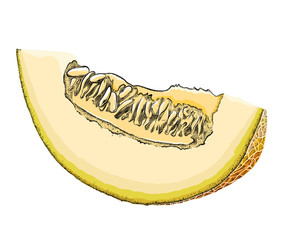 A hand-drawn sketch of a cut Melon in color, isolated on a white background. Detailed drawing in the style of harvest. Vector illustration