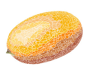 Hand-drawn sketch of melon in color, isolated on white background. Detailed drawing in the style of vintage. Vector illustration