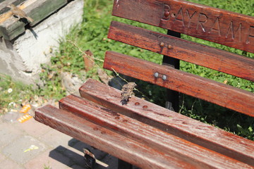 Bird on the bench