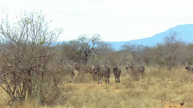 Africa Safari in Kenya Rukinga, Horde of Zebras in african Savannah