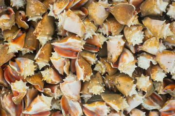 many seashells background