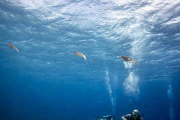 Beautiful colorful Caribbean Reef Squid from Little Cayman underwater while scuba diving