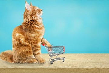 Cute red cat with shopping cart at shop © BillionPhotos.com