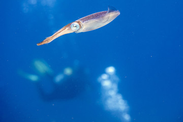 Beautiful colorful Caribbean Reef Squid from Little Cayman underwater while scuba diving