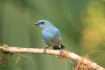 Azure-shouldered Tanager
