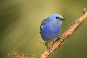 Golden-chevroned Tanager