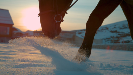 CLOSE UP: Horse walking trough fresh snow blanket at winter sunrise