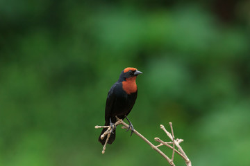 Chestnut-capped Blackbird