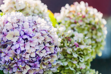 Pink and Blue Hydrangea Flowers in the Summer Garden