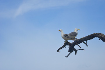 Obraz premium Two seagull birds looking opposite directions on a branch with a backdrop of clear blue sky.