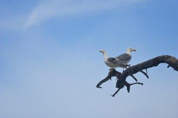 Two seagull birds looking opposite directions on a branch with a backdrop of clear blue sky.