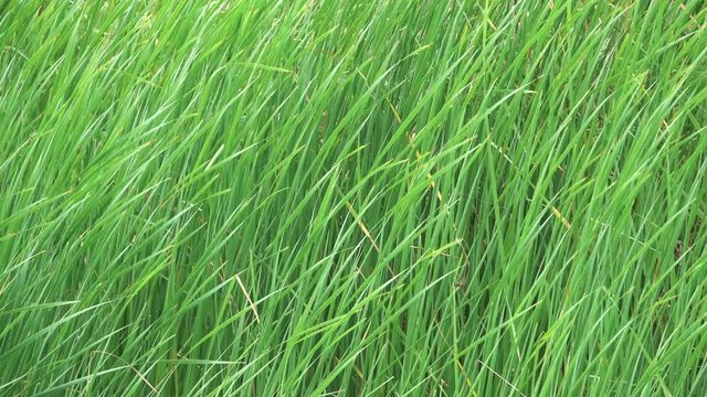 Bulrush reeds, also called Cattails or Reedmace, blowing in a strong breeze
