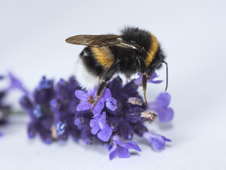 Hummel, Hummeln, bombina terrestris, Blume, Lavendel, Bestäubung, Naturschutz, Honigbees, insecta,...