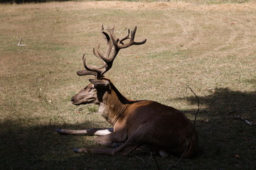 wild tiere
