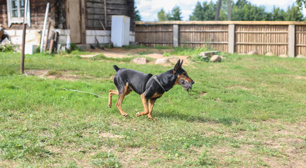 training aggressive dog German pinscher. the hunting dog.