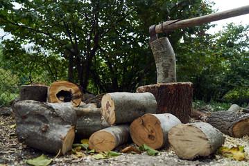 Stacks of firewood in the forest, close-up. Firewood for the winter