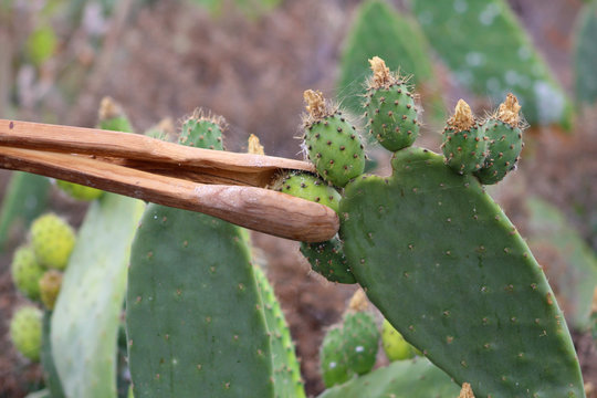Higo Chumbo, higo pico o tuno